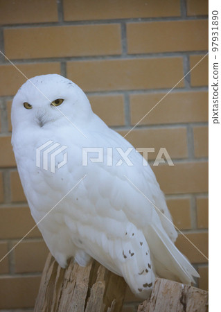 雪鴞濱鬆動物園 97931890