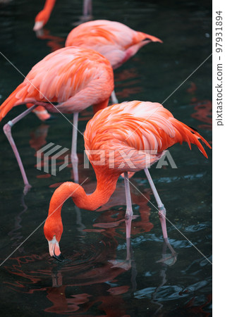 Flamingo Hamamatsu City Zoo Hama Zoo 97931894