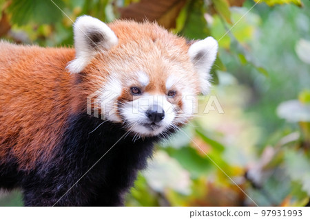 小熊貓 小熊貓 97931993