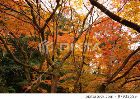 南禪寺最勝院高德館秋葉 南禪寺最勝院高德館秋葉 97932559