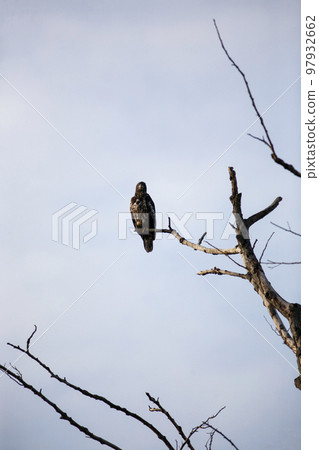 hawk perched in a tree hawk perched in a tree 97932662