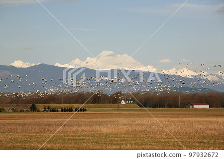 Migratory birds and rural landscapes Migratory birds and rural landscapes 97932672