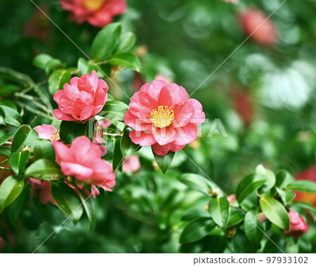 茶梅 (Camellia sasanqua) 97933102