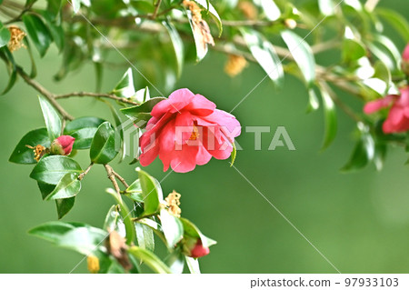 茶梅 (Camellia sasanqua) 97933103