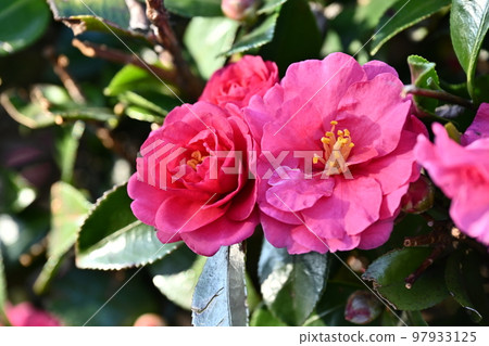 Sasanqua (Camellia sasanqua) 97933125