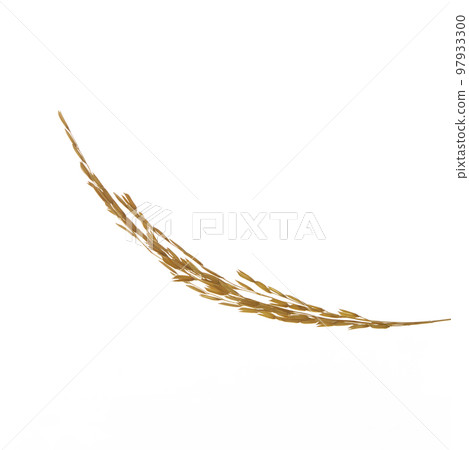 Paddy rice on white background 97933300