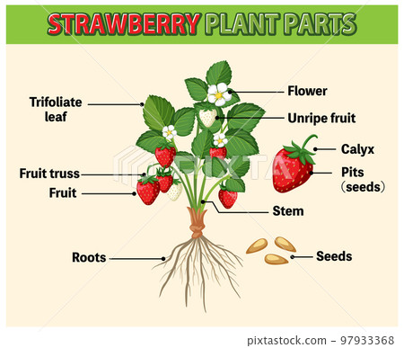 Life cycle of strawberry diagram 97933368