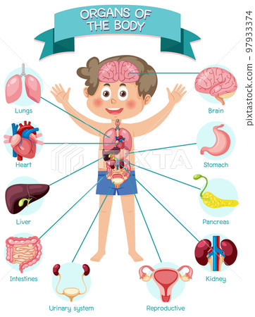 Internal organs of the body for kids Internal organs of the body for kids 97933374