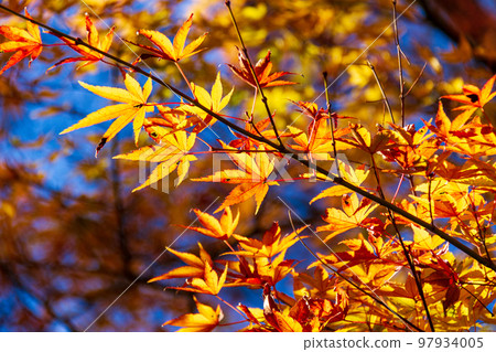 靜岡縣伊豆市修善寺虹之鄉的紅葉及周邊景色 97934005