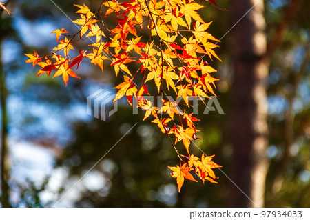 靜岡縣伊豆市修善寺虹之鄉的紅葉及周邊景色 97934033