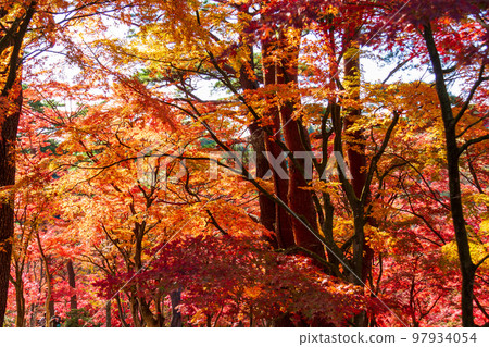 Autumn leaves and surrounding scenery in Shuzenji Niji no Sato, Izu City, Shizuoka Prefecture 97934054