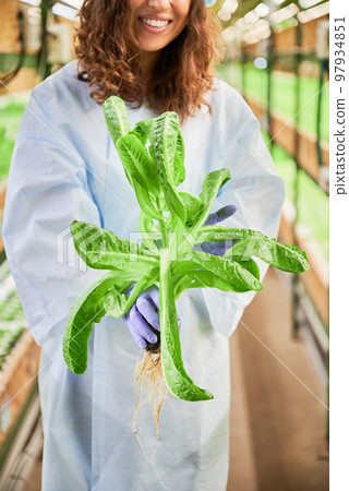 Cropped view of woman with green arugula plant in hands standing in greenhouse. Close up of female gardener hands in garden rubber gloves holding leafy green plant on blurred background. Cropped view of woman with green arugula plant in hands standing in greenhouse. Close up of female gardener hands in garden rubber gloves holding leafy green plant on blurred background. 97934851