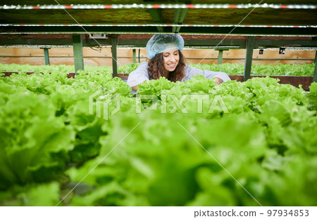 Female gardener controlling plant growth in greenhouse, holding lettuce and smiling while standing near green plants. Joyful woman wearing disposable cap and garden gloves. Female gardener controlling plant growth in greenhouse, holding lettuce and smiling while standing near green plants. Joyful woman wearing disposable cap and garden gloves. 97934853