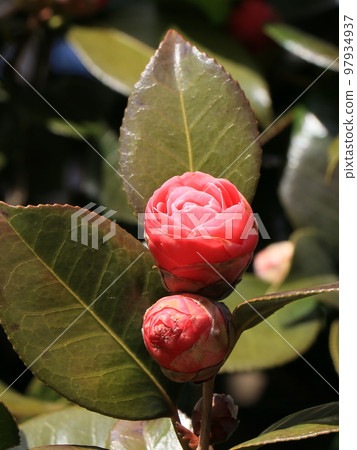 double camellia flower 97934937