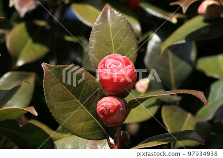 double camellia flower 97934938