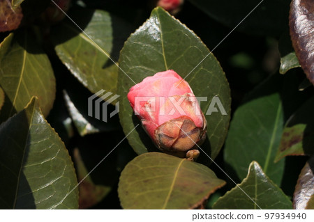 重瓣山茶花 重瓣山茶花 97934940