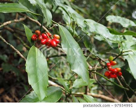 Fruit of aoki 97934991