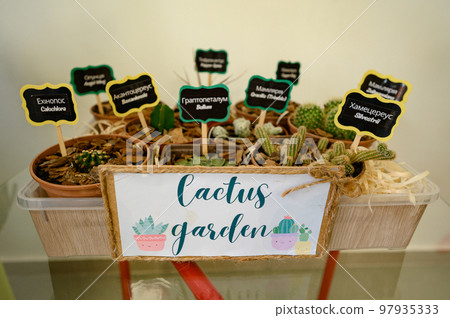 A set of cacti and succulents in a kindergarten for children, an educational stand with plants. 97935333