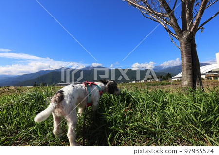 A dog A dog 97935524