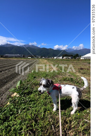 A dog 97935536
