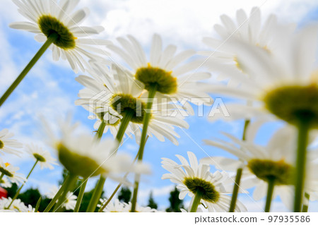 藍天和鮮花 97935586