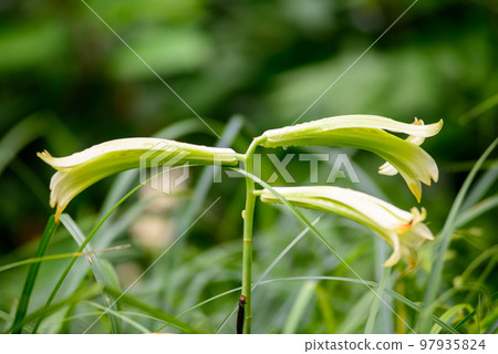 Uba lily flowers at the Institute of Nature Study (Minato Ward, Tokyo) Uba lily flowers at the Institute of Nature Study (Minato Ward, Tokyo) 97935824