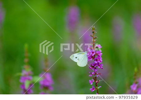 Lythrum and cabbage butterfly at the Institute for Nature Study (Minato Ward, Tokyo) Lythrum and cabbage butterfly at the Institute for Nature Study (Minato Ward, Tokyo) 97935829