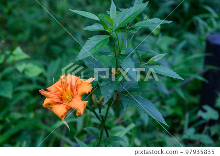 Japanese daylily at the Institute for Nature Study (Minato Ward, Tokyo) 97935835