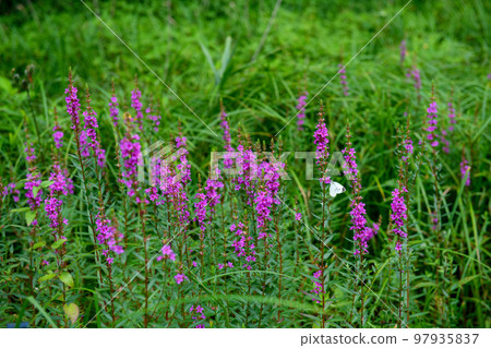 Lythrum and cabbage butterfly at the Institute for Nature Study (Minato-ku, Tokyo) 97935837