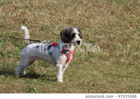 A dog A dog 97935986