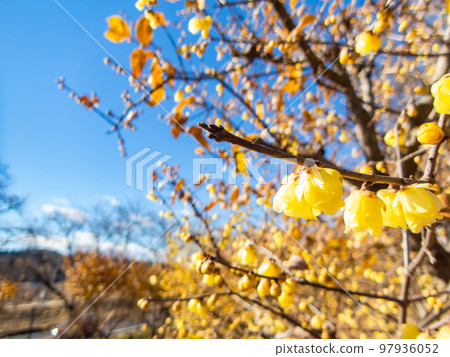 Wintersweet in full bloom in the New Year Wintersweet in full bloom in the New Year 97936052