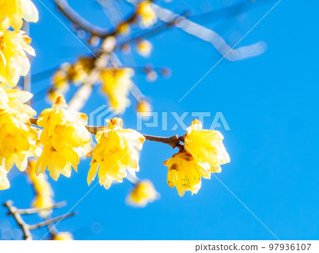 新春臘梅盛開 97936107