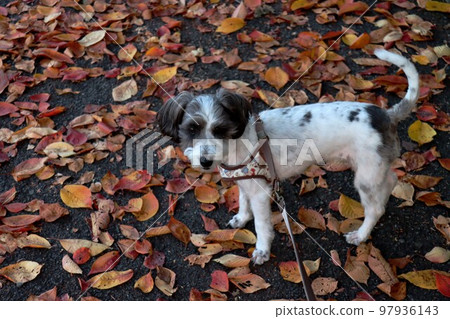 天理的銀杏和寵物狗 天理的銀杏和寵物狗 97936143