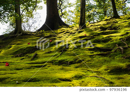 京都伏見的早春 Jonangu Shinen Garden“Haru no Yama”苔蘚和樹根 京都伏見的早春 Jonangu Shinen Garden“Haru no Yama”苔蘚和樹根 97936196