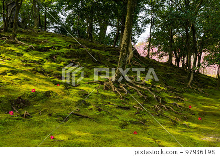 京都伏見的早春 Jonangu Shinen Garden“Haru no Yama”苔蘚和樹根 京都伏見的早春 Jonangu Shinen Garden“Haru no Yama”苔蘚和樹根 97936198
