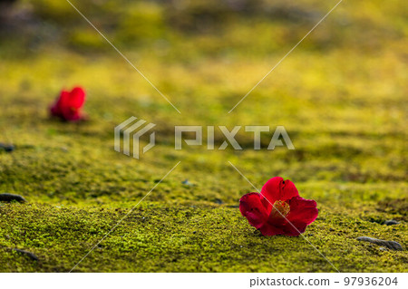 Early spring in Fushimi, Kyoto Jonangu Shinen Garden "Haru no Yama" Moss and fallen camellias Early spring in Fushimi, Kyoto Jonangu Shinen Garden "Haru no Yama" Moss and fallen camellias 97936204