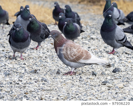 A pigeon on the ground full of pebbles 97936220