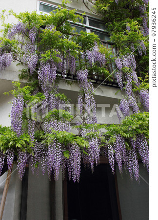 紫色的紫藤花向上蔓延,鋪滿了整面牆,讓路人賞心悅目。 紫色的紫藤花向上蔓延,鋪滿了整面牆,讓路人賞心悅目。 97936245