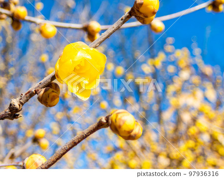 Cute yellow wintersweet flowers in full bloom taken with a diagonal fisheye lens 97936316