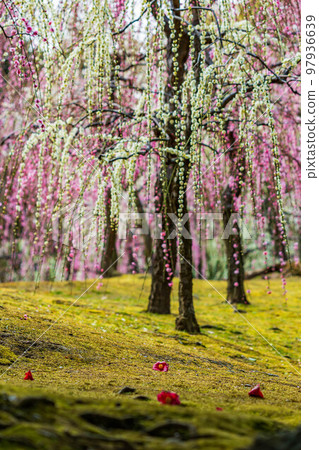 早春的垂梅和落山茶在京都伏見Jonangu Shinen Garden“Haru no Yama” 97936639