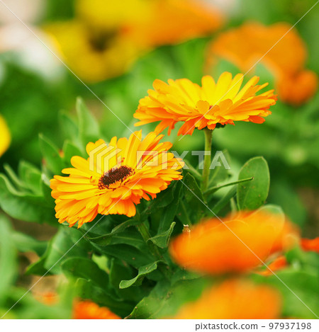 金盞花 (Calendula officinalis) 97937198