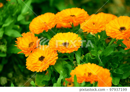 Calendula (Calendula officinalis) Calendula (Calendula officinalis) 97937199