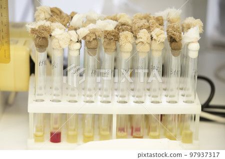 Test tubes with solutions in the laboratory of the infectious diseases hospital. Test tubes with solutions in the laboratory of the infectious diseases hospital. 97937317