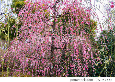 早春的京都伏見城南宮新念庭園“春之山”垂枝梅 早春的京都伏見城南宮新念庭園“春之山”垂枝梅 97937338