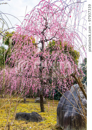 早春的京都伏見城南宮新念庭園“春之山”垂枝梅 早春的京都伏見城南宮新念庭園“春之山”垂枝梅 97937339