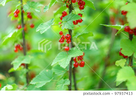 Red currant berries on a shrub branch. Summer season fruits on sunlight. Selective focus Red currant berries on a shrub branch. Summer season fruits on sunlight. Selective focus 97937413