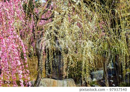 Early spring in Fushimi, Kyoto Jonangu Shinen garden "Haru no Yama" weeping plum 97937540