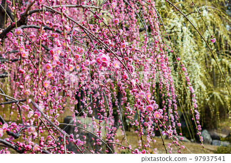早春的京都伏見城南宮新念庭園“春之山”垂枝梅 97937541