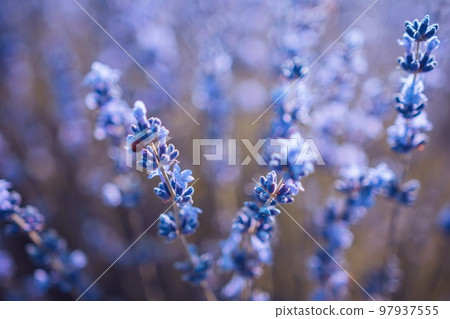 Lavender flower background with beautiful purple colors and boke Lavender flower background with beautiful purple colors and boke 97937555