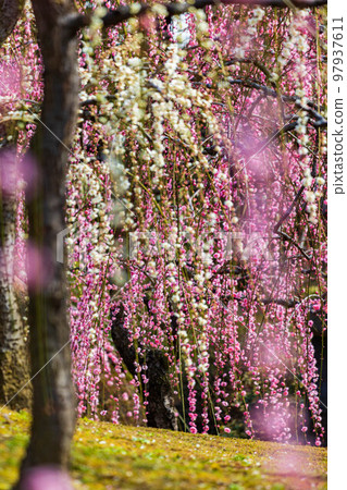 早春的京都伏見城南宮新念庭園“春之山”垂枝梅 97937611